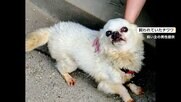 愛犬・チワワの「ボロ雑巾のように」変わり果てた姿に飼い主が涙　隣の市でウルフドッグが脱走中、行方不明に　佐賀市