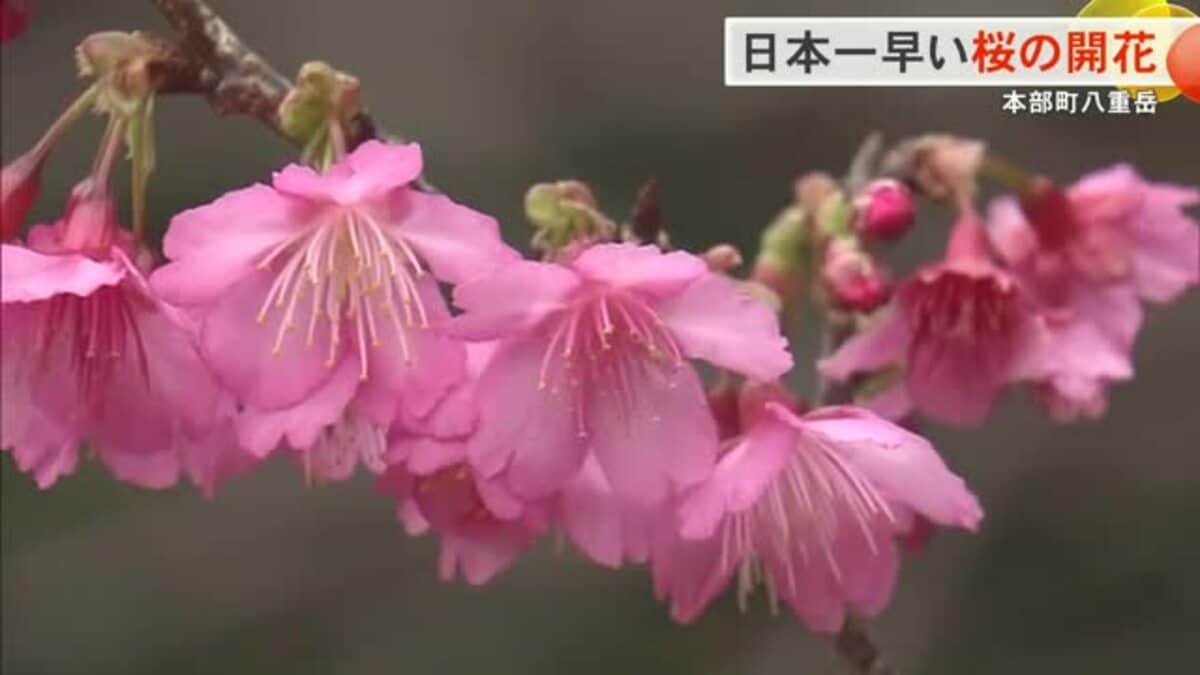 日本一早い桜の開花 本部町八重岳でカンヒザクラが咲き始める｜FNN