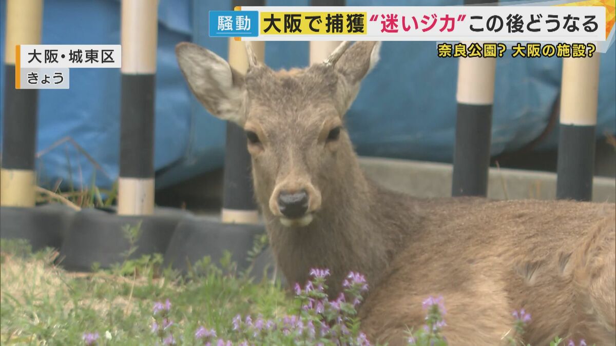 迷いジカ”ついに捕獲！大阪市内で『出頭』今後はどうなる？ 奈良では