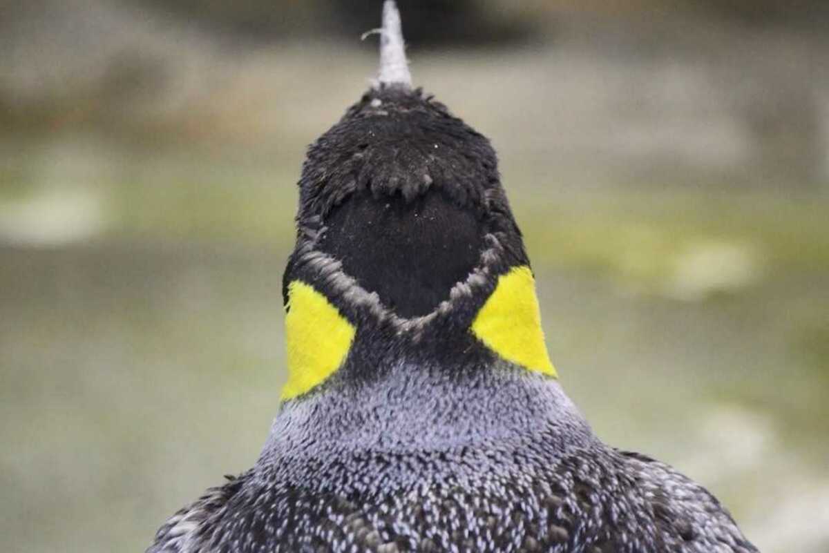 ペンギンが全力集中する 年に1度のファッションショー とは 長崎発