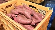 日本のサツマイモが大人気に！輸出拡大で争奪戦に…価格高騰でも人気高まる背景は“ブランド化”「もっとおいしいもの作ろうと競争」