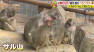 サル山で“推し”と出会う…No.1イケメンやおばあちゃんも　「生きざまを見て」【愛媛発】