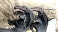 国内初！双子のオオアリクイ赤ちゃん誕生　飼育員が親代わりで緊張感もスクスク成長　体重2000グラムに倍増　横浜