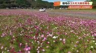 高知・宿毛市でコスモスが見頃　4.2ヘクタールの畑一面に咲き誇る秋の絶景「見事じゃ」