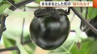 “越の丸なす”出荷迎える「真ん丸でツヤがある」　天候に恵まれ生産者も太鼓判「味わって食べて」新潟・上越市