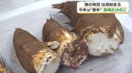 やわらかく“えぐみ”少ない越前町特産「宮崎たけのこ」出荷始まる　今年は“表年”…5月中旬までに去年の5倍、100トン収穫見込む　福井