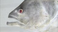 色彩豊かに表現　大淀川学習館でカラー魚拓の展示会