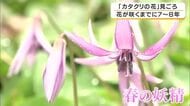 “春の妖精”カタクリが見ごろ　7〜8年かけて咲く淡い紫色の花　30年以上守られてきた関西最大級の群生地　兵庫・丹波市