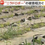「90歳超えた人間の作物をとるのは本当にひどい」ニラ玉約3300人前分が被害に…ハウス丸ごと“ニラ泥棒”周辺でも同様被害　茨城・筑西市