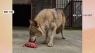 捕獲された脱走オオカミ「ヌック」一躍大人気に　手作りパンや市の公式キャラクターに賛否　韓国
