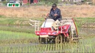 五島で早期米の植え付け 台風や干ばつを避けて収穫【長崎県】