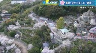尾道・千光寺公園の満開の桜　絶景を空と地上から満喫