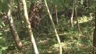 クリ拾い中に クマに襲われ男性けが 「子グマを追い払おうとしたら、親グマが出てきて」宮城・栗原市