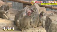 サル山で“推し”と出会う…No.1イケメンやおばあちゃんも　「生きざまを見て」【愛媛発】