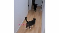 「ついてきてー」飼い主に助けを求める猫が賢い！ソファ下にあったのは…意思疎通バッチリの関係を聞いた
