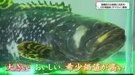 「幻の高級魚」が地域を救う！ 宮崎・都農町が絶滅危惧種「タマカイ」の完全閉鎖循環式陸上養殖を“世界初”成功、漁業衰退に挑む「希望の光」