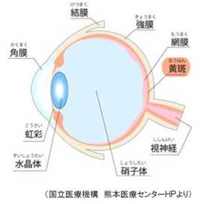 和田アキ子さん告白「加齢黄斑変性」“社会的失明”リスクとiPS再生医療の可能性