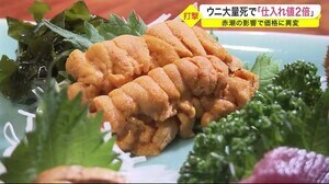 ウニ大量死で「仕入れ値2倍」 赤潮の影響で価格に異変 宮城県内の飲食店も打撃