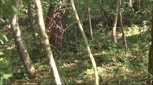 クリ拾い中に クマに襲われ男性けが 「子グマを追い払おうとしたら、親グマが出てきて」宮城・栗原市
