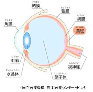 和田アキ子さん告白「加齢黄斑変性」“社会的失明”リスクとiPS再生医療の可能性