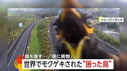 世界で相次ぐ“困った鳥”…「巣を壊すムクドリ」に「20cmのプラスチックコップのみ込んだサギ」　ニュージーランド＆ブラジル