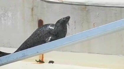アザラシがすべりまくる！「毛」に秘密　動画は150万回再生　北海道・おたる水族館