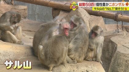 サル山で“推し”と出会う…No.1イケメンやおばあちゃんも　「生きざまを見て」【愛媛発】