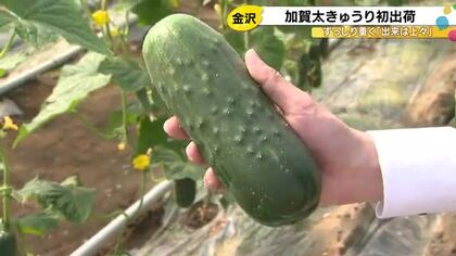 加賀野菜の1つ『加賀太きゅうり』今季初出荷 約400トンの出荷見込む「様々な調理方法で召し上がって」