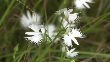 「このままでは貴重な動植物が絶滅…」サギソウが咲き始めた総社市の湿地は水不足で環境悪化の危機【岡山】