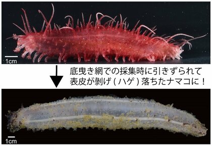 【国立科学博物館】太平洋のハゲナマコから4新種候補を含む10種を発見!~世界各国の博物館標本の遺伝子解析から多様性を明らかに~