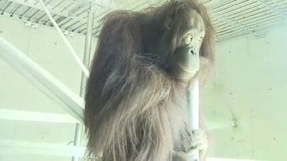 オランウータンの“お嫁さん候補”がやってきた！　種の保存・繁殖目指す動物園の取り組み