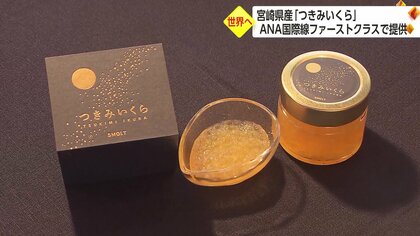 黄金色に輝く「つきみいくら」　国際線ファーストクラスの機内食に【宮崎発】