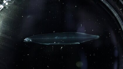 ニホンウナギの「完全養殖」に近畿大学が成功…「養殖」と何が違う？研究の難しさと今後の課題を聞いた