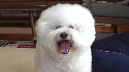 【その頭、まるで綿菓子】モフモフ駆け出す！遊びが大好きなビション・フリーゼ「大福くん」