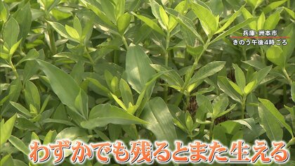 「地球最悪の侵略的植物」“ナガエツルノゲイトウ” 繁殖力の脅威