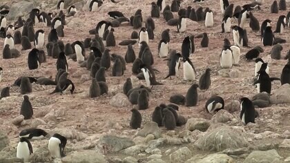 夏の南極大陸でペンギンが子育て真っ最中