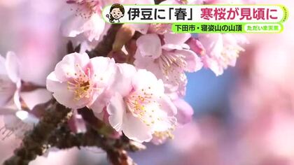 下田市で「寒桜」が見頃に　あす16日（金）はぽかぽか陽気　今年一番の暖かさに【静岡・ただいま天気　1/15】