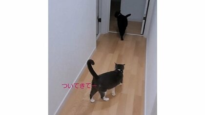 「ついてきてー」飼い主に助けを求める猫が賢い！ソファ下にあったのは…意思疎通バッチリの関係を聞いた