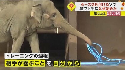 「できることを自分なりに考えて」東山動植物園の“ワルダー”が鼻で器用なお手伝い　ハーモニカやタンバリンの演奏も