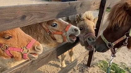 口をパクパク!? ミニチュアホースの子ども3頭の“初めまして”がホラーすぎる…この行動の意味を牧場に聞いた 