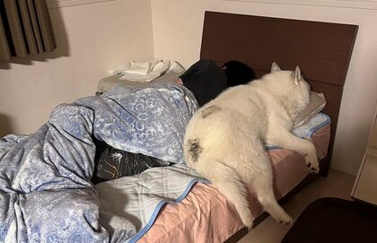 「サイズ的に無理あるやろ」ベッドからはみ出ても飼い主と寝たい！体重26キロの甘えん坊なハスキー犬がかわいい