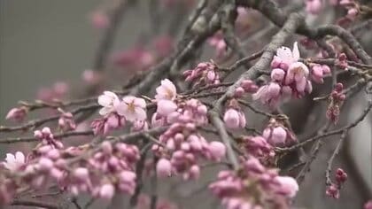 平泉町でサクラの開花宣言　今季県内初　エドヒガン咲く　岩手県