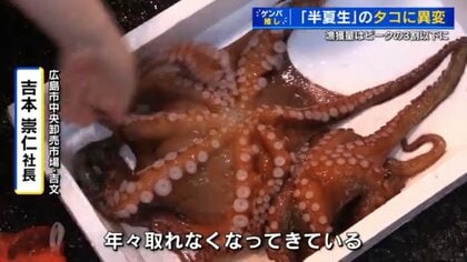 夏の瀬戸内の名物タコがとれない ピーク時の3割まで減少 価格も上昇