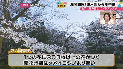 兼六園の桜2026、40種類400本が満開——兼六園の茶店名物「じぶそば」と
