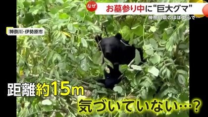 目が合った」お墓参り中に”巨大熊”に遭遇…15m先で「無中でムシャムシャ