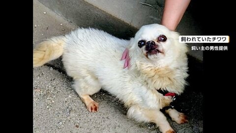 愛犬・チワワの「ボロ雑巾のように」変わり果てた姿に飼い主が涙　隣の市でウルフドッグが脱走中、行方不明に　佐賀市