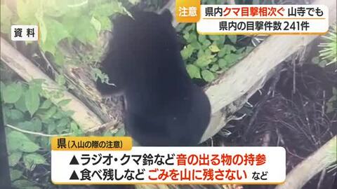 【クマ出没】今季初サクランボの食害　東根・山寺・新山・間沢スキー場で目撃　山形