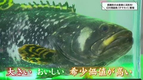 「幻の高級魚」が地域を救う！ 宮崎・都農町が絶滅危惧種「タマカイ」の完全閉鎖循環式陸上養殖を“世界初”成功、漁業衰退に挑む「希望の光」