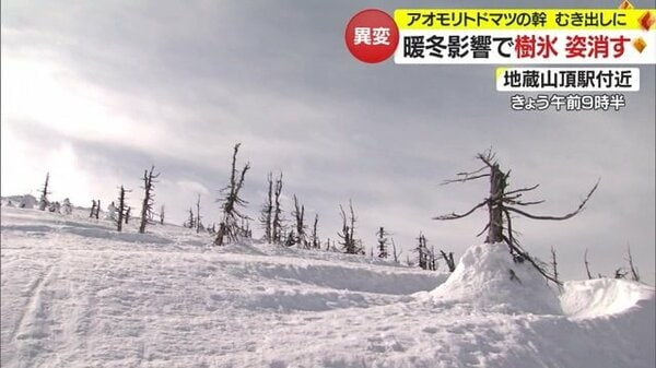 異例の暖かさで「蔵王の樹氷」姿見えず…水滴したたり幹があらわに