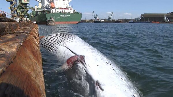 体長約10メートル クジラの死骸 岡山 倉敷市 水島港に漂流